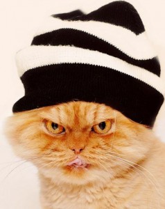 Angry cat wearing a hat