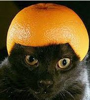 black-cat-fruit